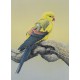 WATERMARK GREETING CARD REGENT PARROT